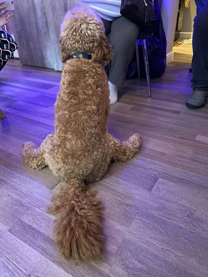 6. Met This Lovely Cockerdoodle Doing A Sploot