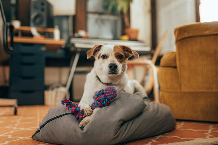 6. Your home could become a no-go area for friends, family, and even a partner who is either allergic to dogs (fur) or doesn’t like dogs (pets).