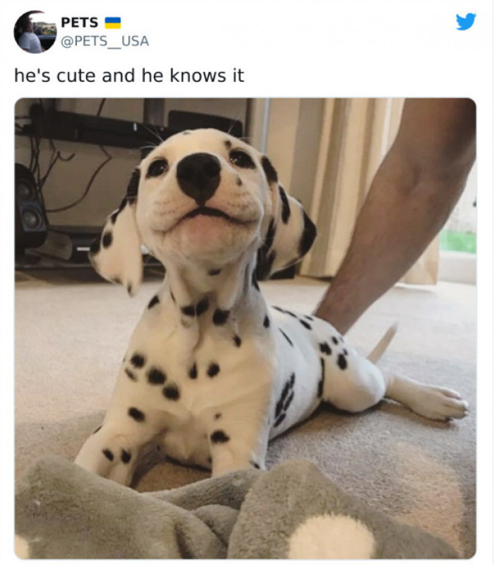 10. On some days, this dog is cute. On other days? He's cuter.