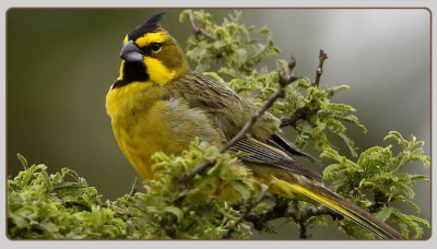 8 Types of Cardinals and the Features That Separate Them