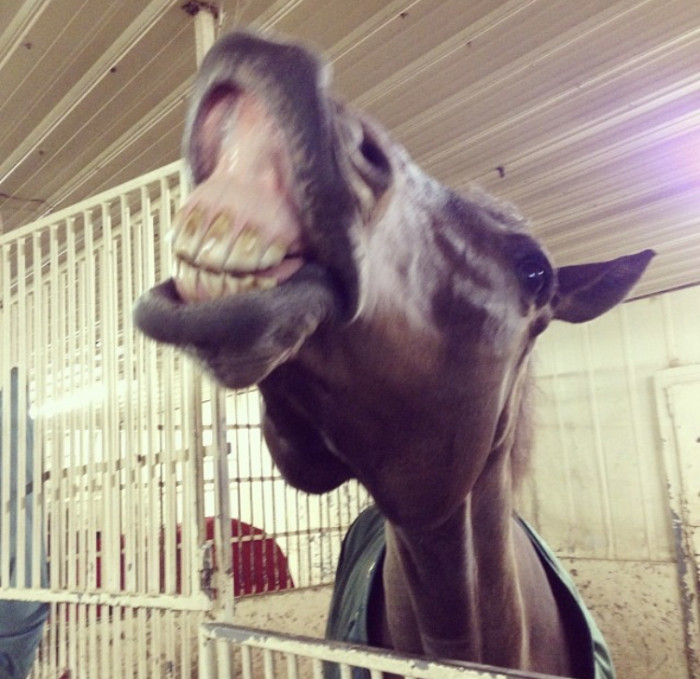 Poor Thor. He seemed like a bubbly horse.