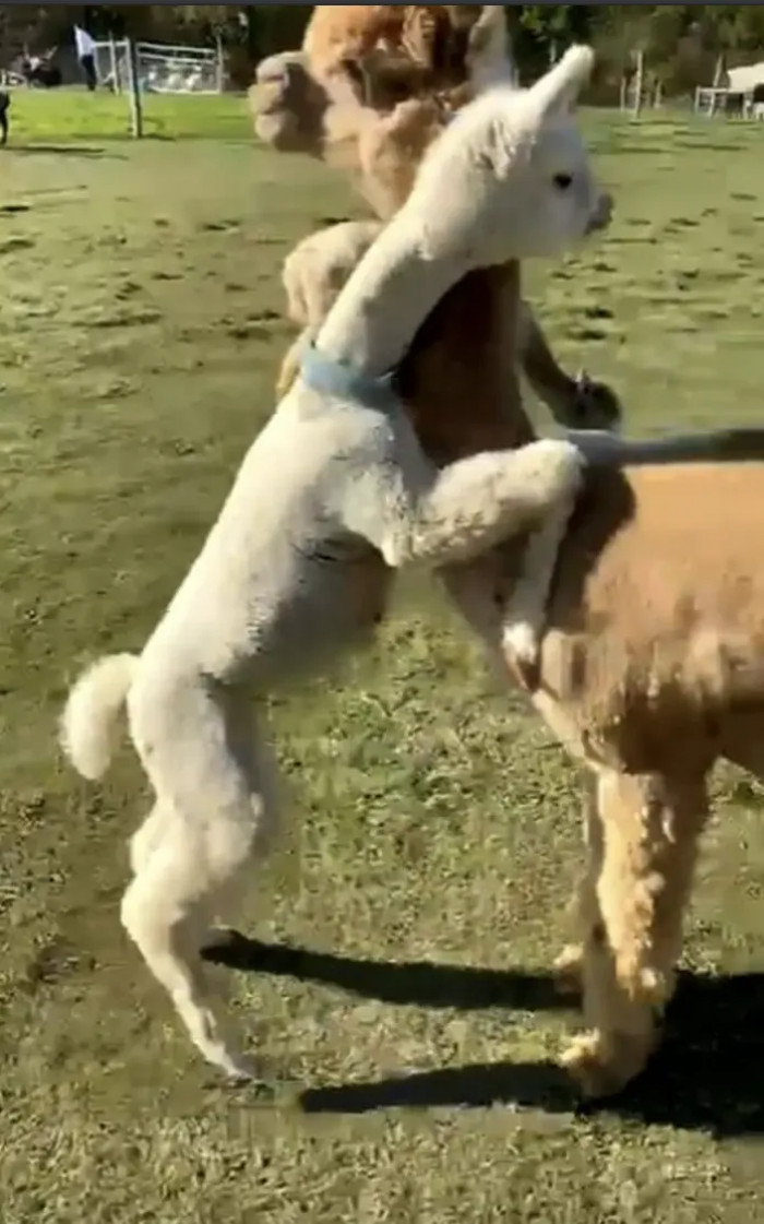 A baby alpaca can be seen sprinting toward its mom and giving her a hug while standing on its hind legs