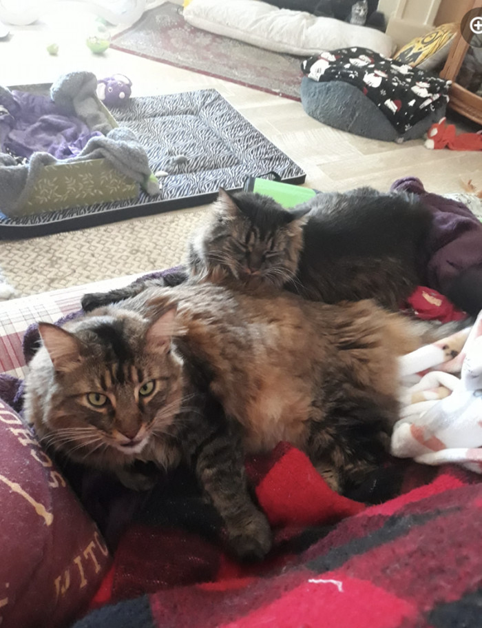 Here is Raggle Taggle and Luna Lovepaw