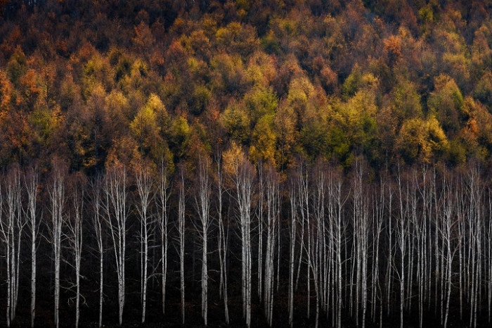 The forest trees are in unison