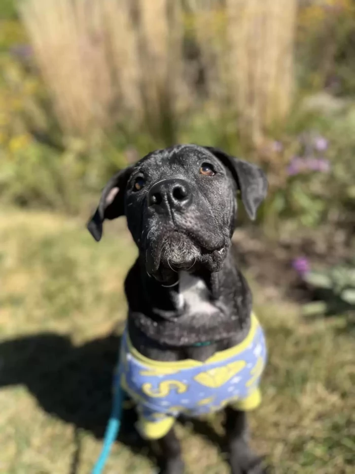 Now the sweet puppy is enjoying time with his foster siblings while he awaits his forever home.