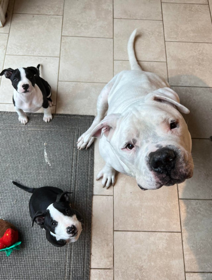 14. "The Foster Puppies Get a Treat for Pooping Outside. Gus Now Thinks He Too Deserves a Treat for Pooping Outside."