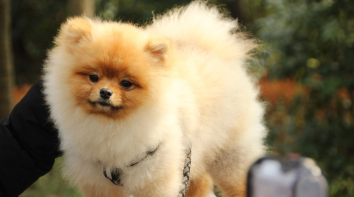 Short Japanese Dog Names