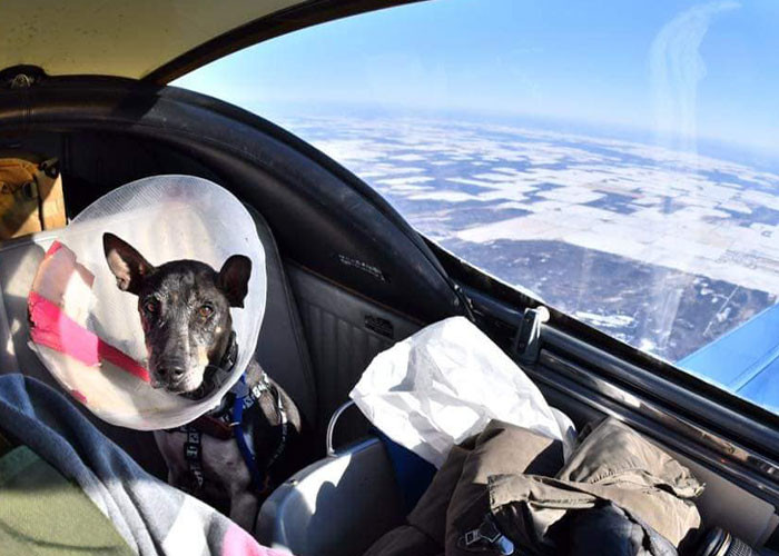 Buddy was dog 303 that joined David in the cockpit. They flew together toward San Diego, California, to meet Kelly.