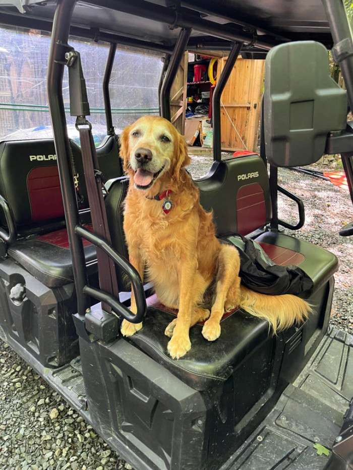 20. "My sweet old girl waiting to go for a ride down to the water."