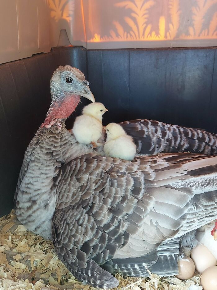 2. "My turkey has been trying for 3 years to have babies. None of her eggs are fertile. She adopted some unwanted eggs from my chicken hen, and they are hatching. Happy new Mama!!!"