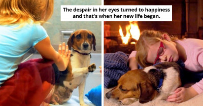 Beagle Pup's Despair Turns To Happiness When It's Finally Her Turn To Be Adopted
