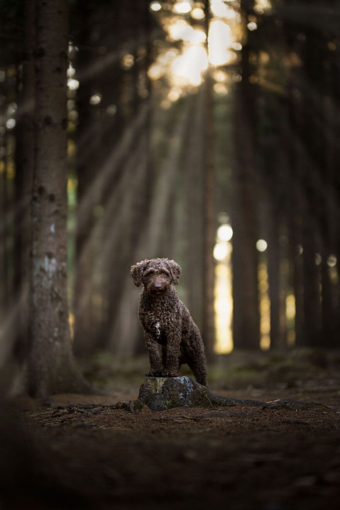 24. Can you see those human-like eyes?