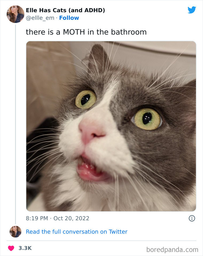 Cat looking at a human, text asks why you are late