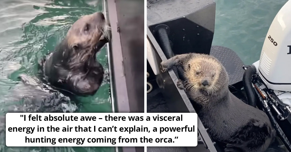 This Sweet Sea Otter Jumped On A Man's Boat To Escape An Orca Whale
