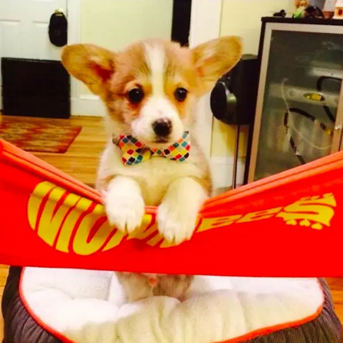 10. Meet my little gentleman, and he's all ready for his big day