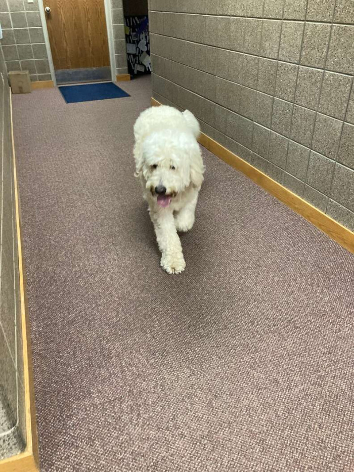 This adorably shaggy dog was hauled in by the police in Wisconsin