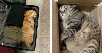 Cats Who Take “If I Fits, I Sits” To A Whole New Level