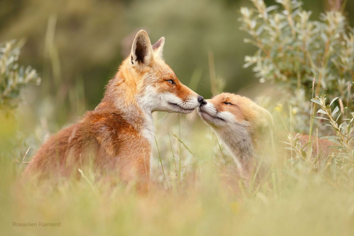 “Foxes are highly intelligent animals with a mind of their own,” she says.