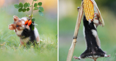 Famous Photographer Captures Absolutely Precious Pictures Of Wild Hamsters Having Fun With Mother Nature