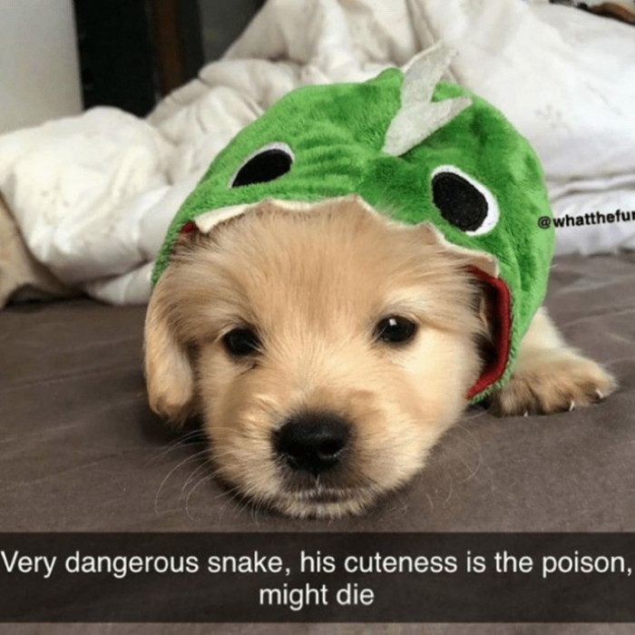 3. Beware: Snake on the loose