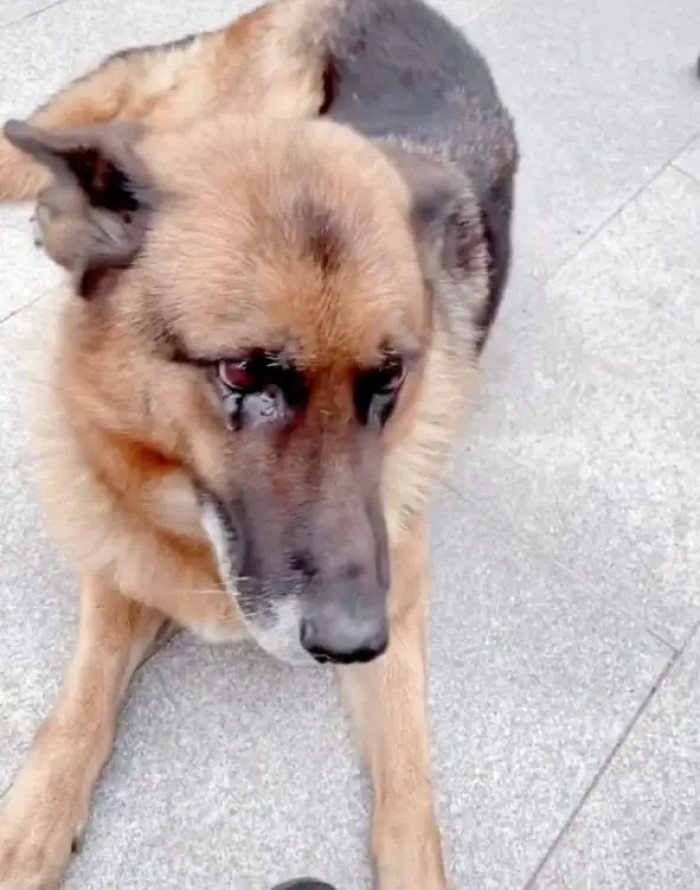 “Wangwang’s hair is turning white, but she is well-fed; she is getting fat,” the Douyin post reads. “It is always hard to bid farewell to your buddy.”