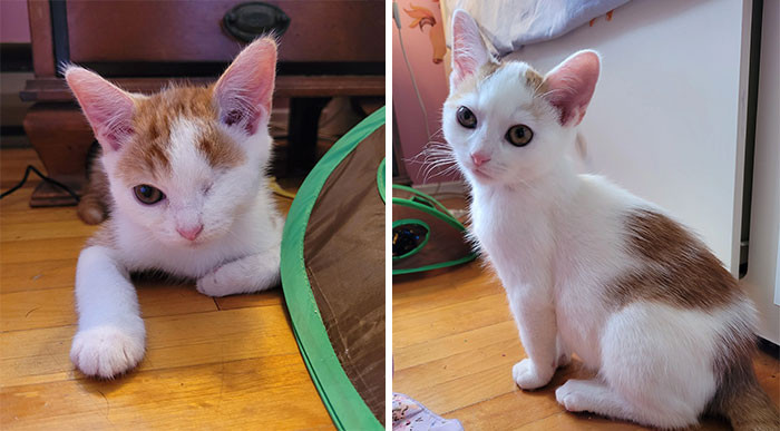 38. "My New Kittens Eclipse And Gelato. They Are 2-3 Months Old. They Came Into The Shelter As Strays And Are Almost Fully Recovered From A Bad Case Of FVR. Just Adopted Them Yesterday After Many Years Of Not Having Cats. They Are Adorable, Affectionate Little Bundles Of Energy"