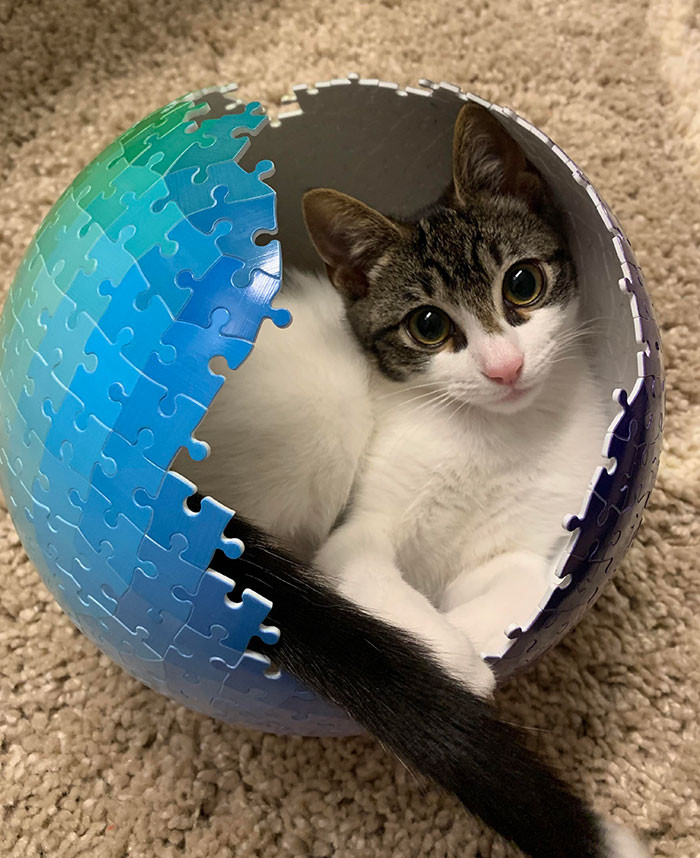 9. Took a Bathroom Break After 5 Hours of Building This Puzzle and Came Back to This