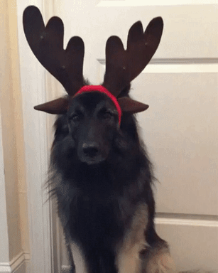 28. I guess i'm a reindeer now
