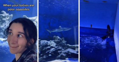 Mentally Disabled Shark, Phin, Becomes Popular On TikTok While Having A Good Time In A Home Aquarium