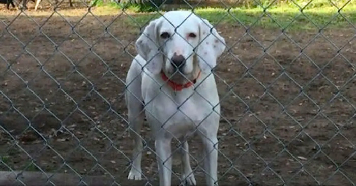 Gumby, back to the dog shelter