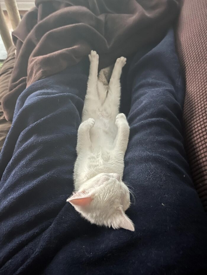 "This Is Beatrix Kiddo. She’s Going To Be Competing In The Luge For Canada"