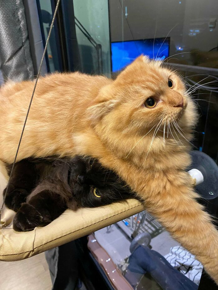 “Move.” “No”