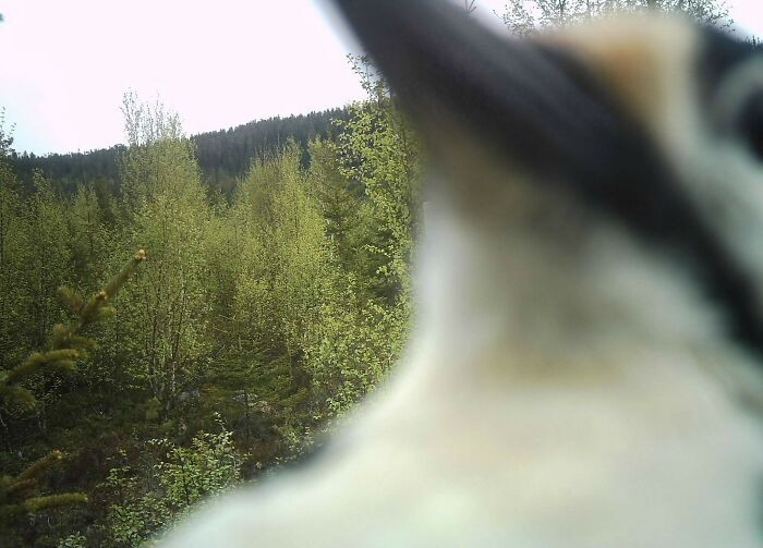 39. My Friend Found His Trail Cam Destroyed, As If Someone Had Stabbed The Lens With A Screwdriver. This Was The Last Picture It Ever Took