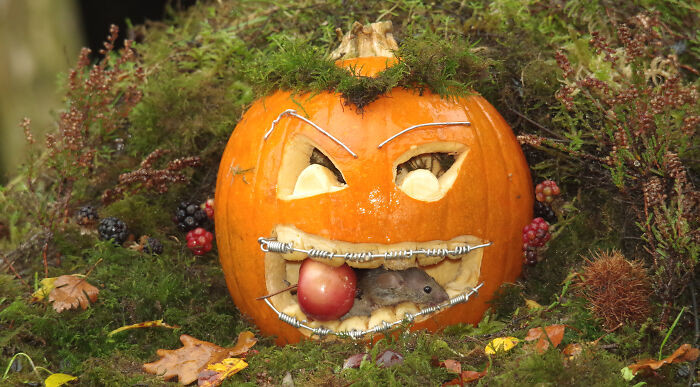 3. Mouse Eating Pumpkin Or Pumpkin Eating Mouse, You Decide