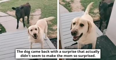 Dog Returns From Regular Playtime With An Unexpected Cute Little Companion, Much To Everyone's Surprise