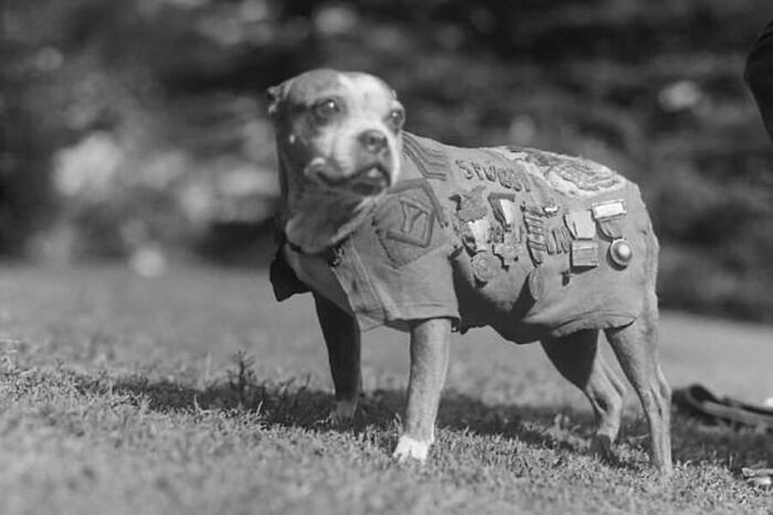 "Sergeant Stubby, a decorated dog war hero of WWI, photo taken in 1920."