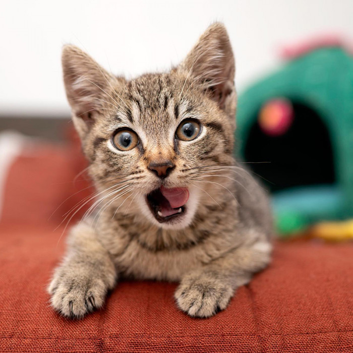 “Bonus is Super Sweet, Playful, and Silly. Can’t Believe I Was Ever Worried She’d Be a Feral Friend.”