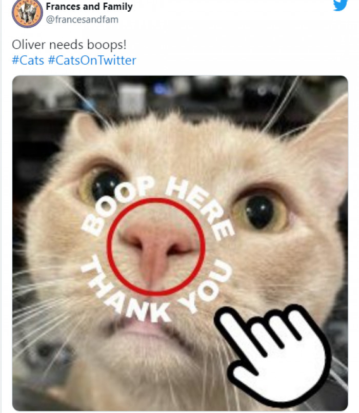 1. Oliver needs boops, so please follow the instructions