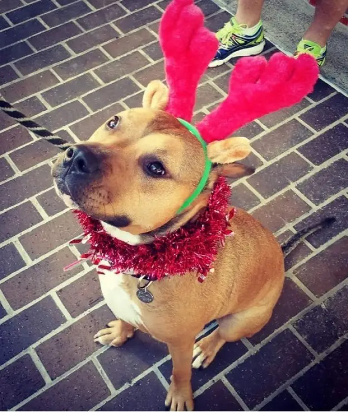 24. An Adoption Event