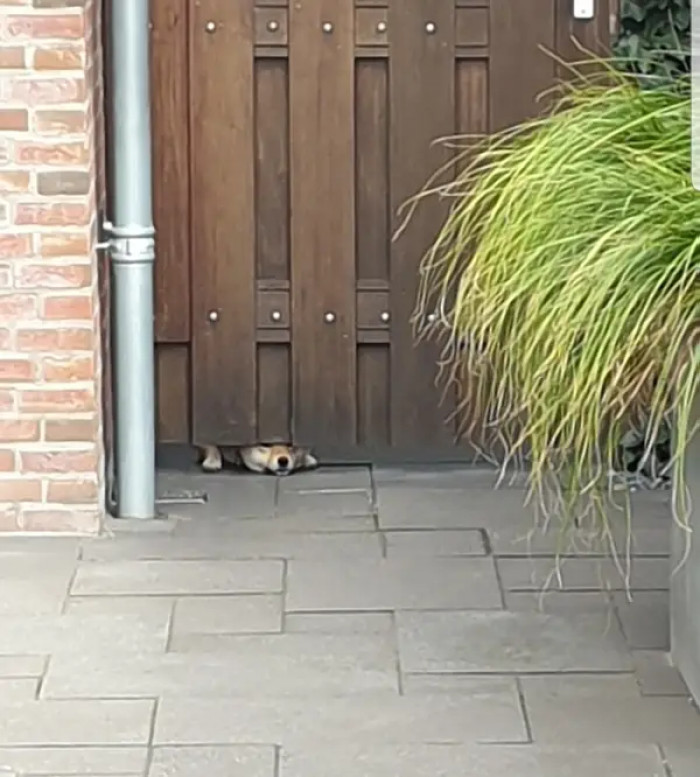 7. They're sneaky little fellas who will always do something weird, but adorably so.