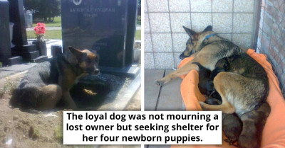 Dog Goes Viral For Digging A Hole Next To Gravestone—Turns Out It Wasn't Mourning Deceased Owner After All