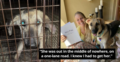 Dog Found In An Old, Ragged Jacket Undergoes Amazing Transformation