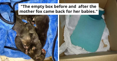 Man Rescues Stray 'Puppies' But Soon Discovers Surprising Truth