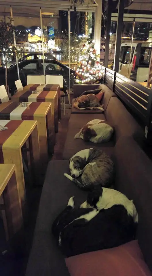 Hott Spott's coffee shop owners often let stray dogs sleep inside, even in the summer.