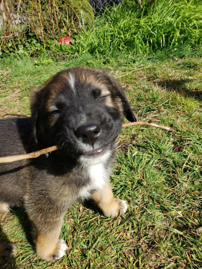 2. "My Foster Pupper is Overjoyed to Announce His Promotion to Small Branch Manager."