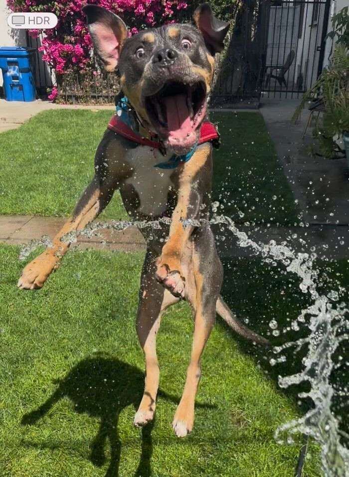 "He’s Obsessed With The Water Hose 🤣"