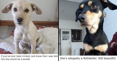 Hilarious Thread Of People Who Thought They Were Adopting One Dog But Got Another Type