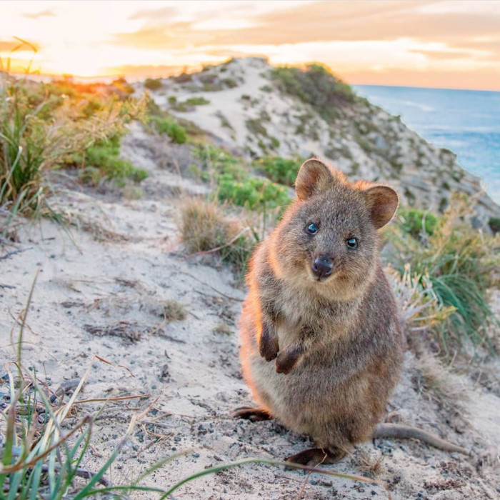 20 Pictures That Prove Quokkas Are The Most Underrated Adorable Animals