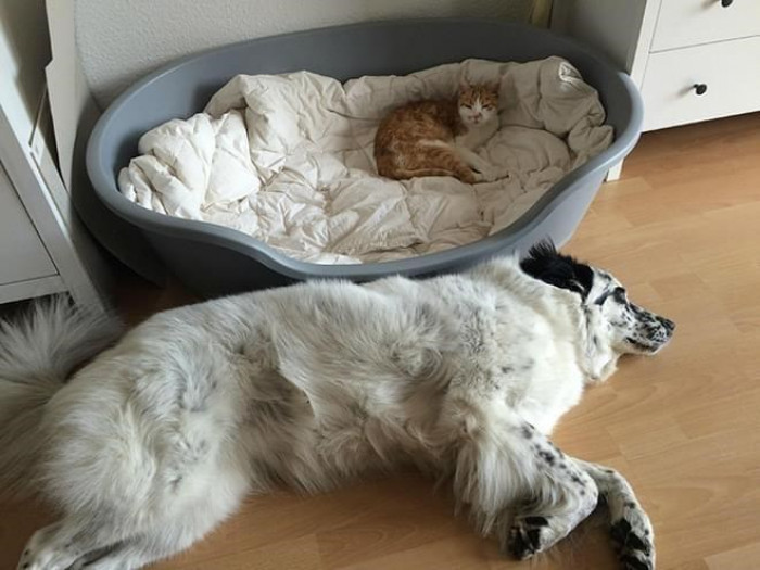 8. When the cat has taken its place in the dog's abode.