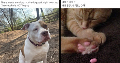 21 Social Media Posts About Cats And Dogs That Are Worth Every Second Of Your Time